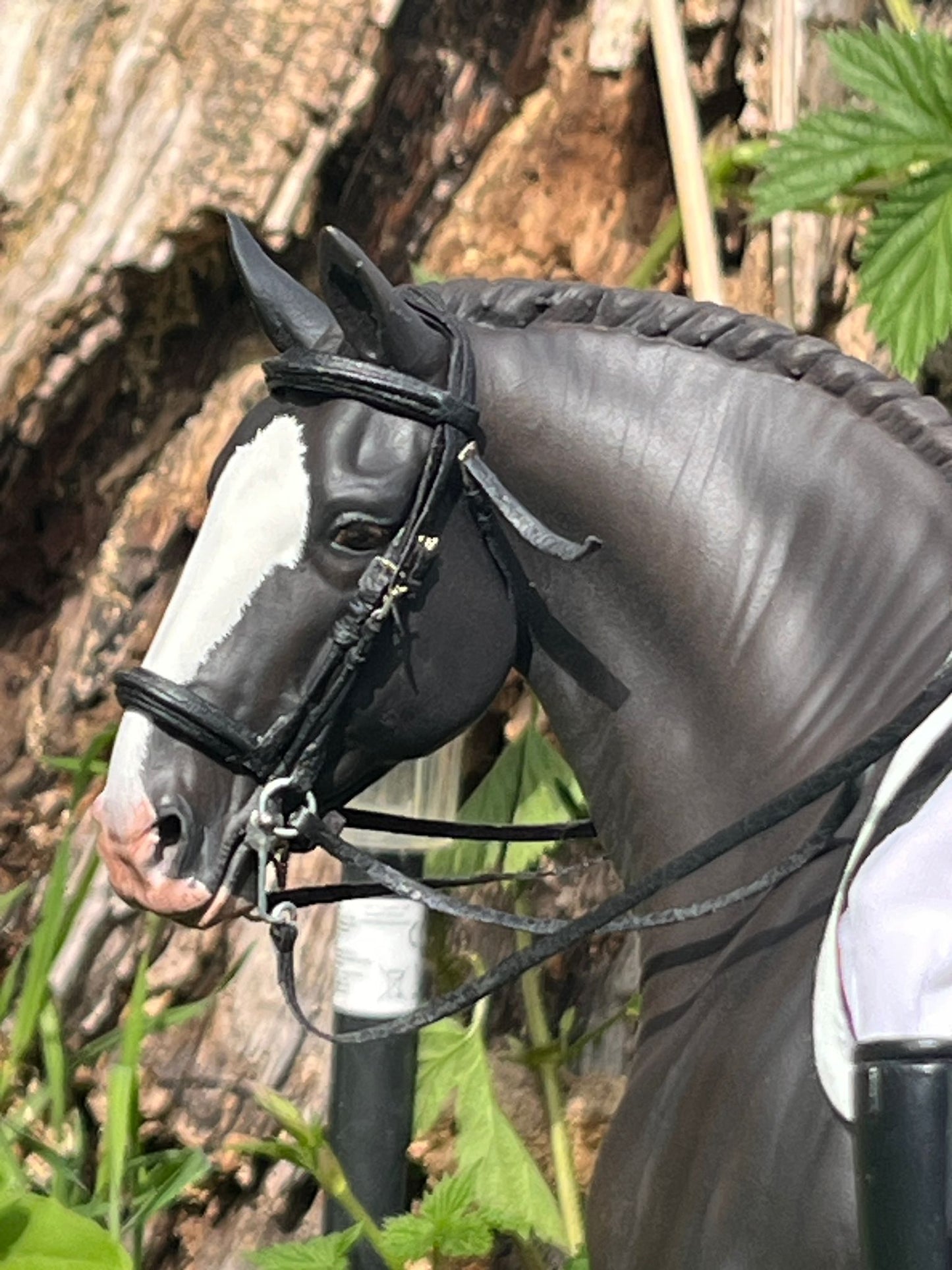 Balerion | PRE Hengst